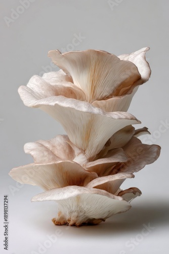 Close-up of oyster mushrooms with layered white and beige caps