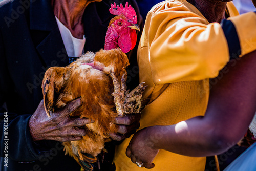 Hen Chicken Cock Birds Feather Domestic Kenya
