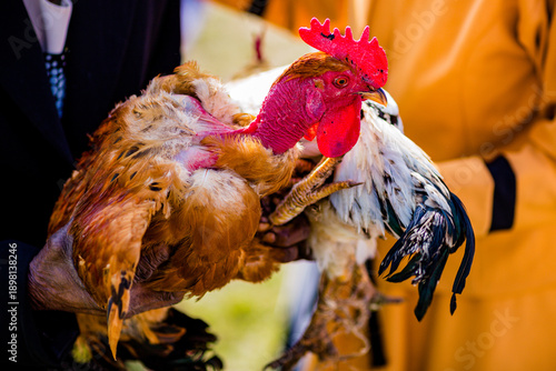 Hen Chicken Cock Birds Feather Domestic Kenya
