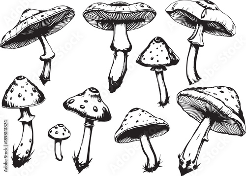 A set of mushrooms. Hand drawn vector illustration
