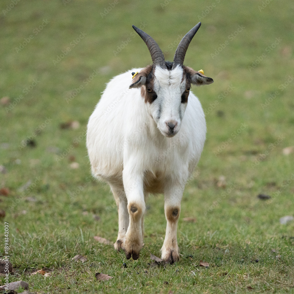 Obraz premium Playful goat illustrations perfect for logo inspiration, farm branding, or rustic decor. Ideal for lighthearted designs with a countryside feel.