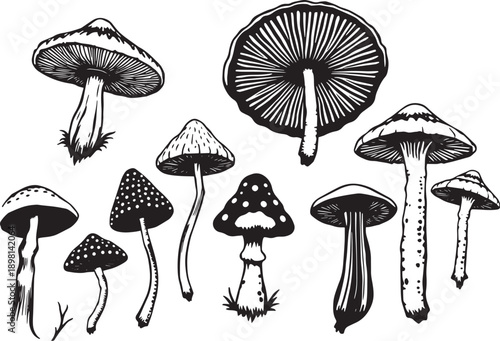 A set of mushrooms. Hand drawn vector illustration