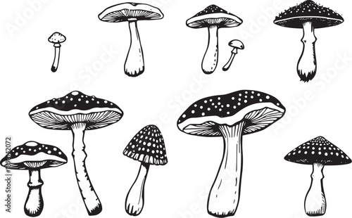 A set of mushrooms. Hand drawn vector illustration