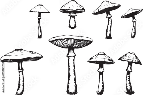 A set of mushrooms. Hand drawn vector illustration