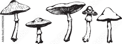 A set of mushrooms. Hand drawn vector illustration