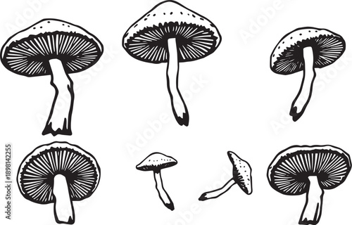 A set of mushrooms. Hand drawn vector illustration