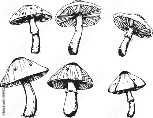 A set of mushrooms. Hand drawn vector illustration
