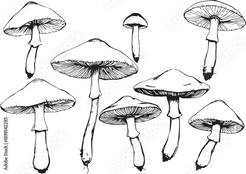 A set of mushrooms. Hand drawn vector illustration