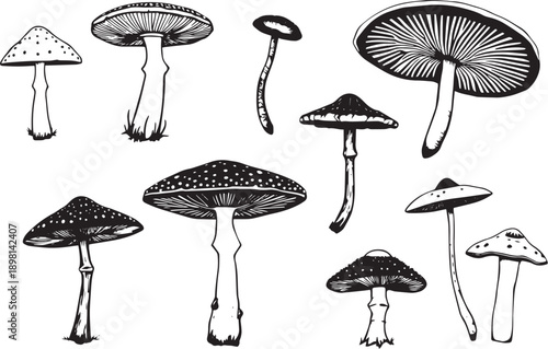 A set of mushrooms. Hand drawn vector illustration
