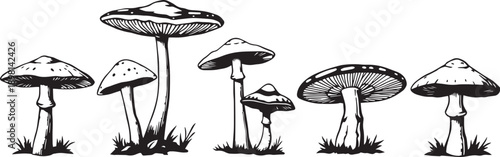 A set of mushrooms. Hand drawn vector illustration