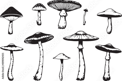 A set of mushrooms. Hand drawn vector illustration