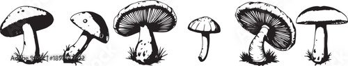 A set of mushrooms. Hand drawn vector illustration