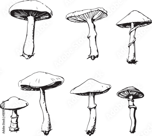 A set of mushrooms. Hand drawn vector illustration