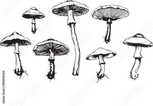 A set of mushrooms. Hand drawn vector illustration