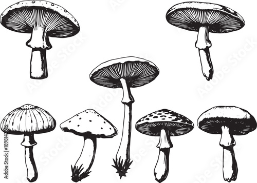 A set of mushrooms. Hand drawn vector illustration