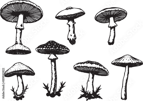 A set of mushrooms. Hand drawn vector illustration