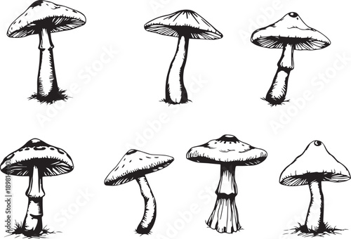 A set of mushrooms. Hand drawn vector illustration