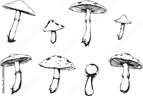 A set of mushrooms. Hand drawn vector illustration