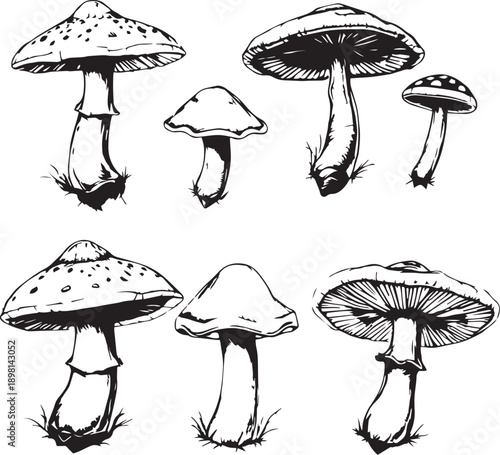 A set of mushrooms. Hand drawn vector illustration