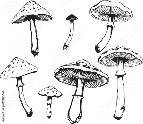 A set of mushrooms. Hand drawn vector illustration