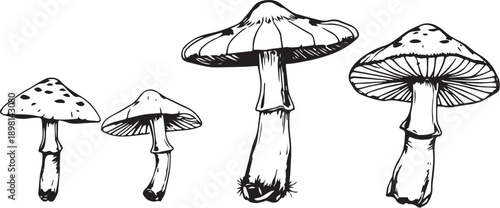 A set of mushrooms. Hand drawn vector illustration