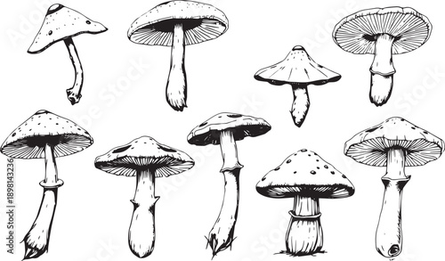 A set of mushrooms. Hand drawn vector illustration