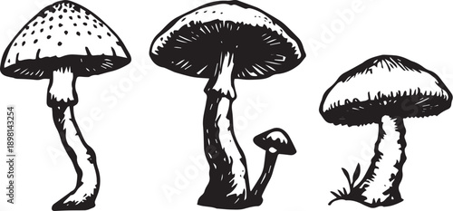 A set of mushrooms. Hand drawn vector illustration