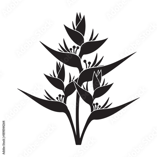 Strelitzia bird of paradise flower botanical vector silhouette floral art black