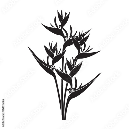 Strelitzia bird of paradise flower botanical vector silhouette floral art black