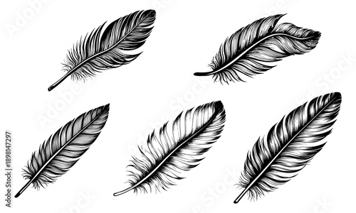 Bird feather, black and white sketch set. Vector illustration. Drawing isolated on white background57
