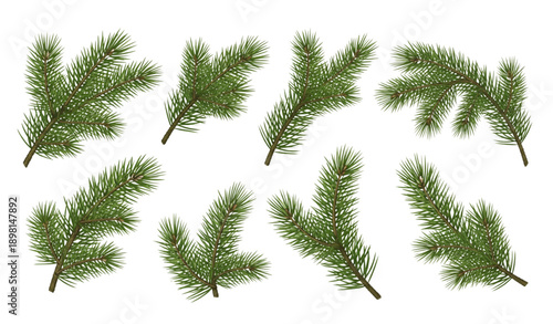 Realistic pine tree branch vector set isolated on transparent background for winter holiday decoration