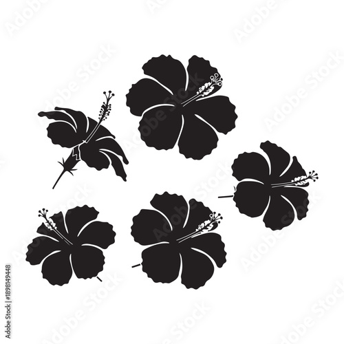Black silhouette hibiscus flower with pistil and stamens on white background close up view