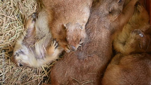 4K Group of cute prairie dogs sleeping together on dry straw
