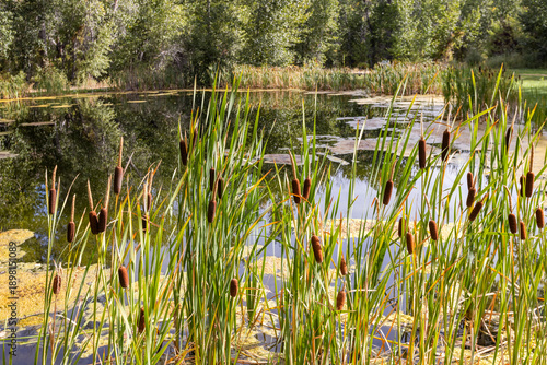 USA, Idaho, Bellevue, Calm pond with cattails on sunny day