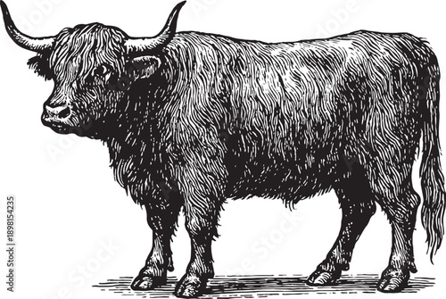 A cow is standing in a field. A cow is standing in a field. It has a white spot on its back