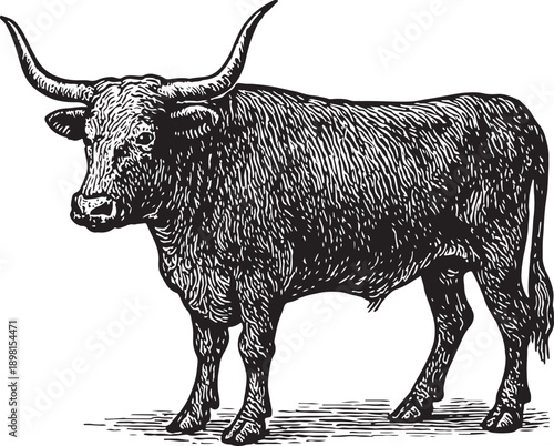 A cow is standing in a field. A cow is standing in a field. It has a white spot on its back