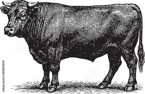 A cow is standing in a field. A cow is standing in a field. It has a white spot on its back