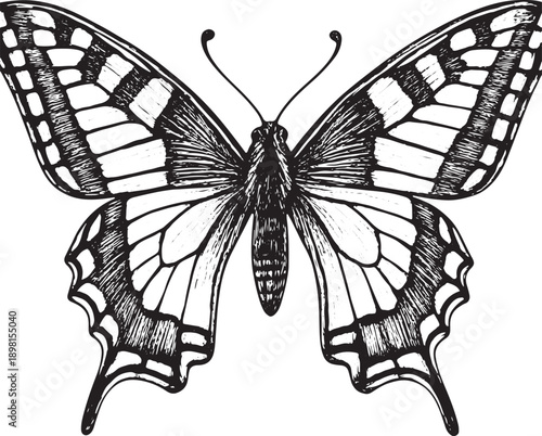Black and White Hand Drawn Butterfly Illustration Isolated on White Background