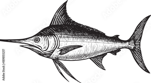 Black and White Hand Drawn Marlin Fish Illustration Isolated on White Background