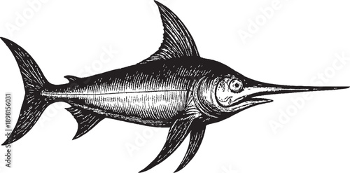 Black and White Hand Drawn Marlin Fish Illustration Isolated on White Background