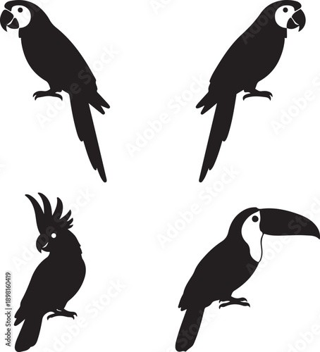 parrot macaw cockatoo toucan