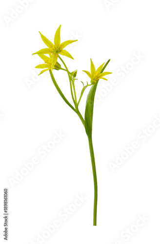 Spring sprig of yellow Gagea lutea flowers isolated on white or transparent background