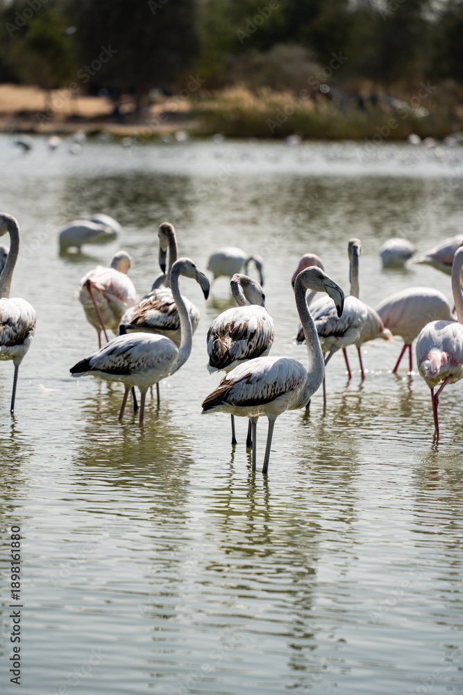 Fototapeta premium Several flamingos, including bright pink and dark black varieties, gathered in a watery landscape. Peaceful outdoor wildlife scene showcasing bird diversity and elegant poses.