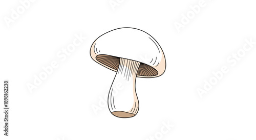Realistic drawing of a fresh white button mushroom with detailed gills and a thick stem isolated on a plain background for food design.