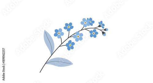 Delicate branch of blue forget me not flowers with green leaves and small buds isolated on a white background for floral and garden motifs.