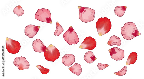 A scattering of delicate pink and red rose petals, artfully arranged on a white background.