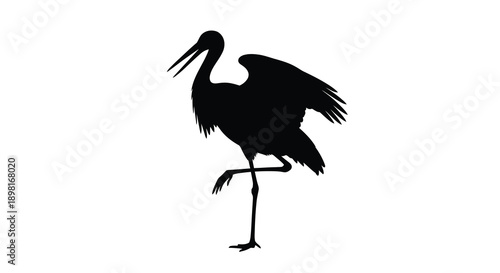 Black stork with one leg raised a striking avian silhouette