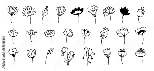 Delicate flowers on stems, set of flowering plants in monochrome outline style. Vector variety of wild and forest bloomlets. Blooming wildflowers collection. Botanical flourishing of flowerets
