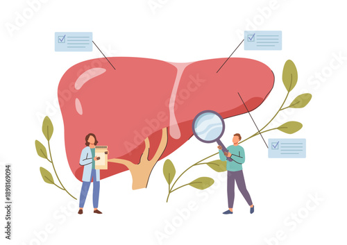 Hepatic organ examination. Vector little doctors with magnifying glass and notes making clinical assessment of liver function. Health care and treatment, inspection and diagnostic tests