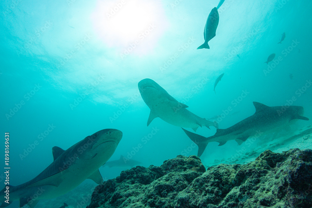 Fototapeta premium Tiger sharks swimming in clear waters of Maldives near Fuvahmulah Island during daylight